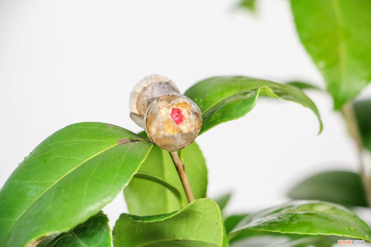 茶花花苞不开花怎么办 茶花有花苞为什么不开,茶花如何促花