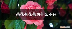 茶花花苞不开花怎么办 茶花有花苞为什么不开，茶花如何促花