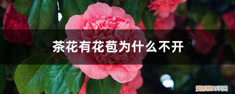 茶花花苞不开花怎么办 茶花有花苞为什么不开,茶花如何促花