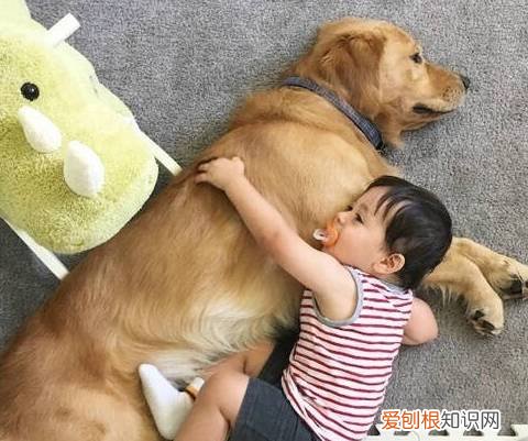 人出于什么心理养宠物 人为什么需要宠物？这5个理由暖到心里！