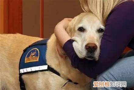 人出于什么心理养宠物 人为什么需要宠物？这5个理由暖到心里！