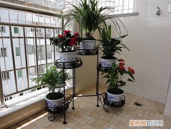 花架尺寸是多少 花架的选购技巧
