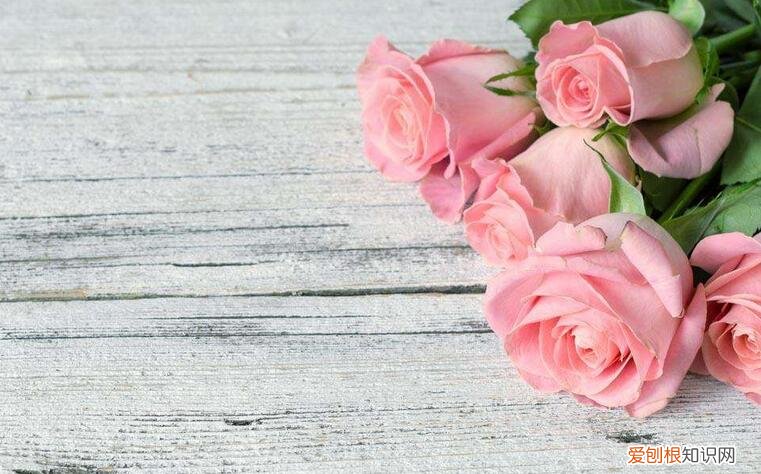 粉色玫瑰花语的含义 粉色玫瑰代表什么