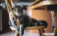 猫咪夏天掉毛严重正常吗 猫咪夏天掉毛严重正常吗