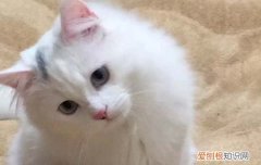 如何找到母猫藏小猫的地方视频 如何找到母猫藏小猫的地方