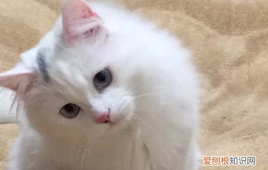 如何找到母猫藏小猫的地方视频 如何找到母猫藏小猫的地方