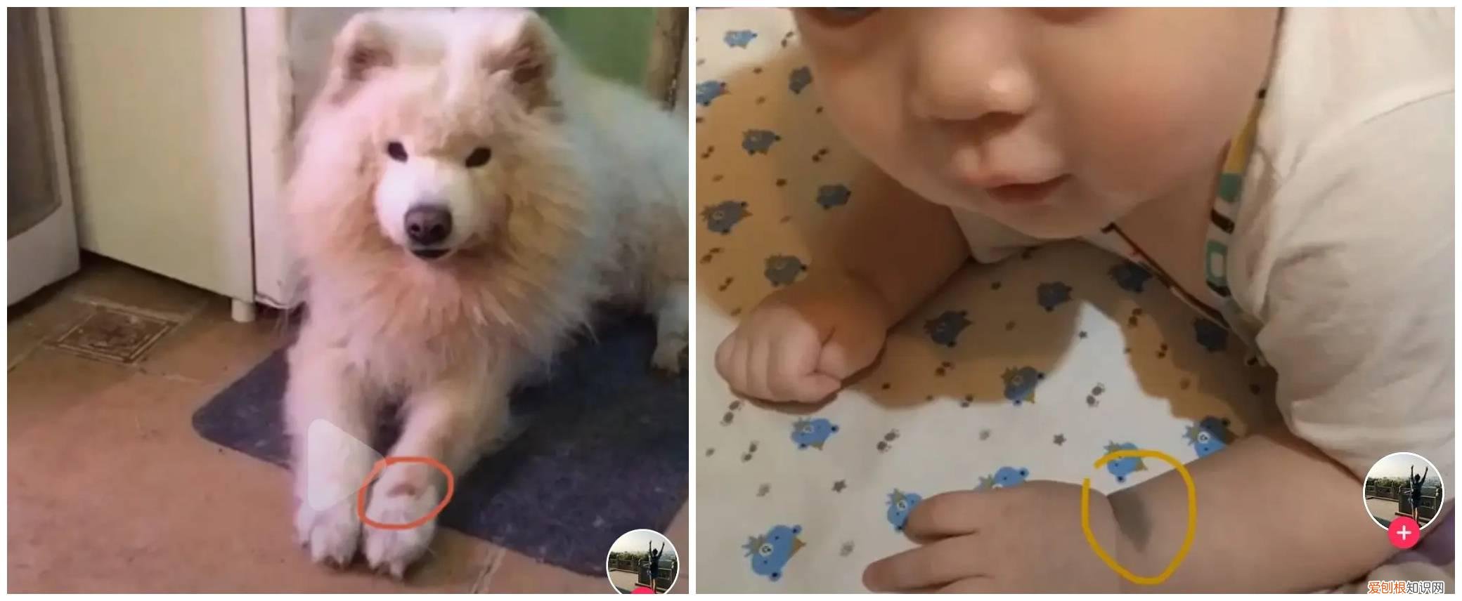 上海奶奶花18万克隆重病的爱犬，仅外貌相似