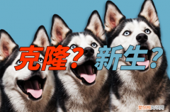 上海奶奶花18万克隆重病的爱犬，仅外貌相似