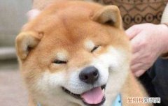 柴犬是哪个国家的品种狗 柴犬是哪个国家的品种