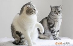 大猫不对小猫哈气 大猫对小猫哈气要制止吗