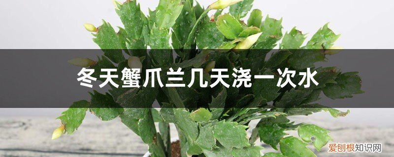 冬天蟹爪兰多长时间浇一次水 冬天蟹爪兰几天浇一次水,冬天怎么浇水