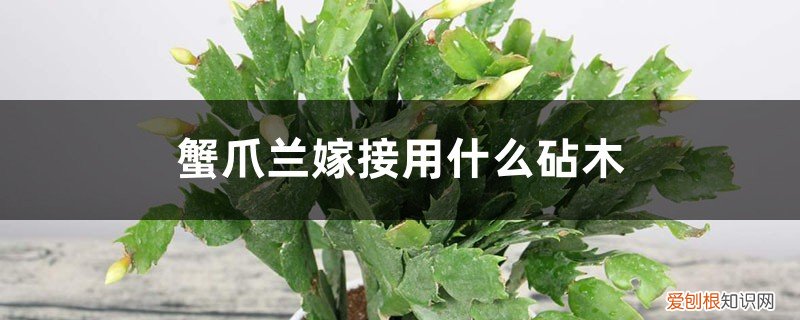 蟹爪兰嫁接用什么砧木最好 蟹爪兰嫁接用什么砧木,蟹爪兰嫁接时间和方法