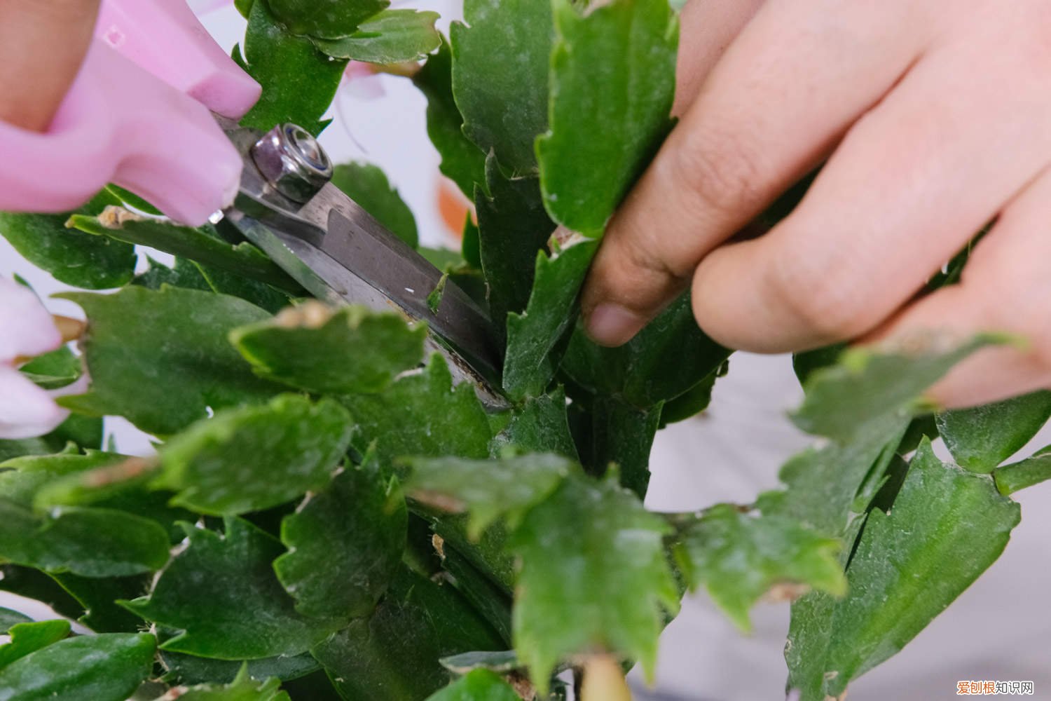 蟹爪兰嫁接用什么砧木最好 蟹爪兰嫁接用什么砧木,蟹爪兰嫁接时间和方法