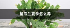 冬季蟹爪兰叶子蔫了如何救 蟹爪兰夏季怎么养，夏季的时候叶子都蔫了怎么办