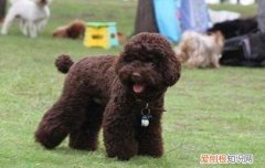 贵宾犬爱主人的表现 贵宾犬喜欢怎样的主人