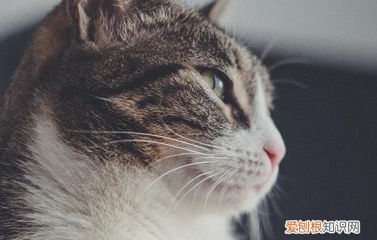 星巴克宠物奶油猫能吃吗知乎 星巴克宠物奶油猫能吃吗
