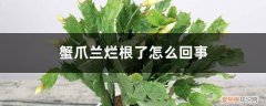 蟹爪兰烂根后怎么办 蟹爪兰烂根了怎么回事，蟹爪兰烂根用什么药