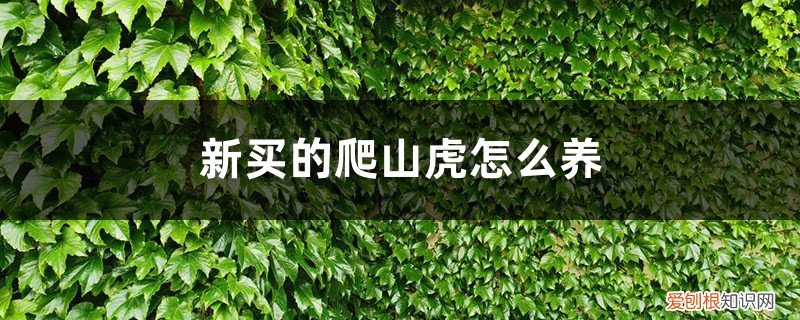 养爬山虎需要注意什么 新买的爬山虎怎么养