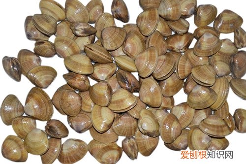 黄蚬子怎么吐沙子 蚬子的种类