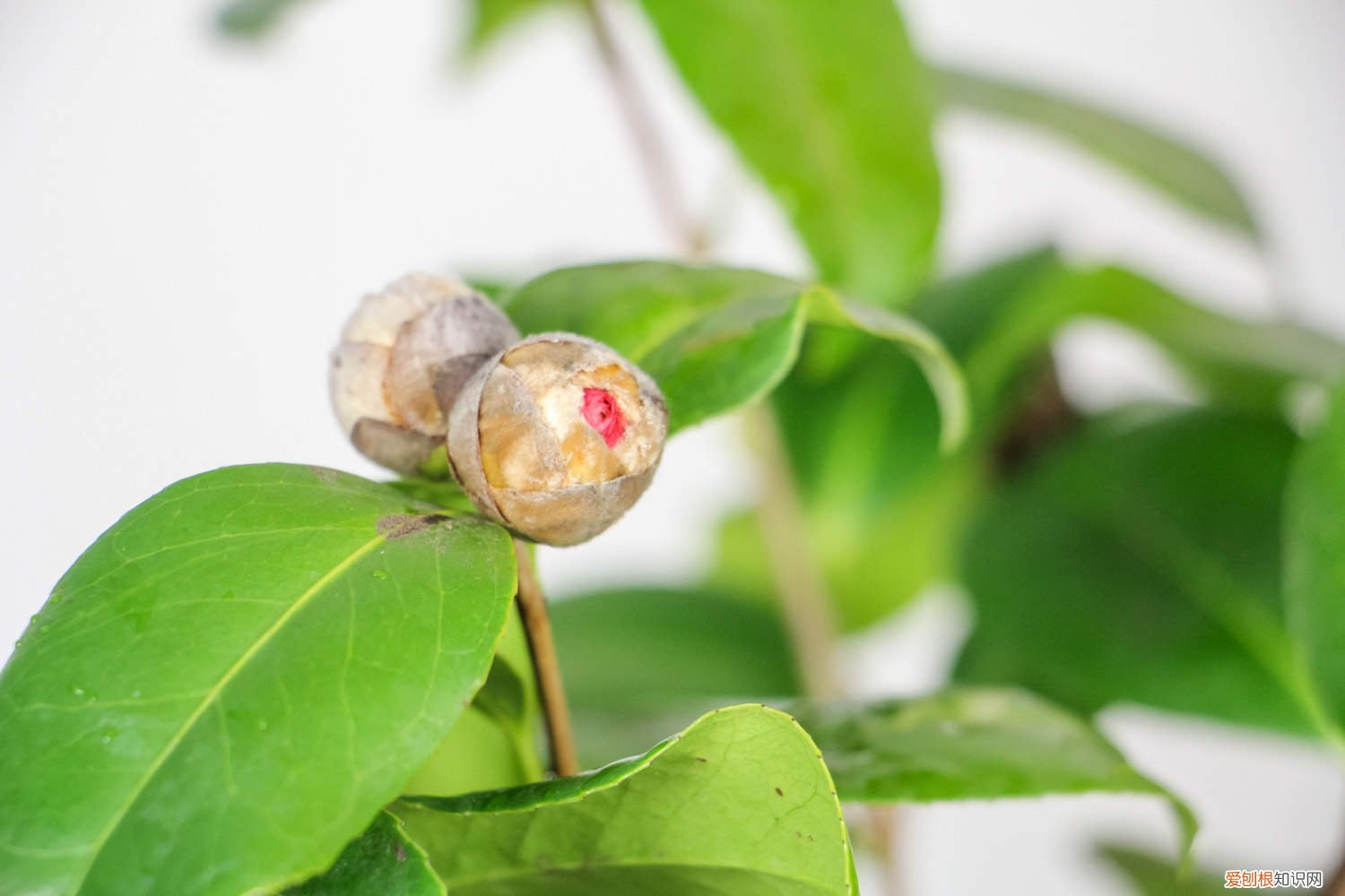 山茶花幼苗盆栽种植方法 山茶花小苗什么时候移栽，山茶花移栽需要注意什么事项