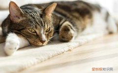 猫咪的禁情粉 猫禁情粉有没有用，猫