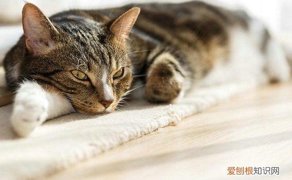 猫咪的禁情粉 猫禁情粉有没有用，猫