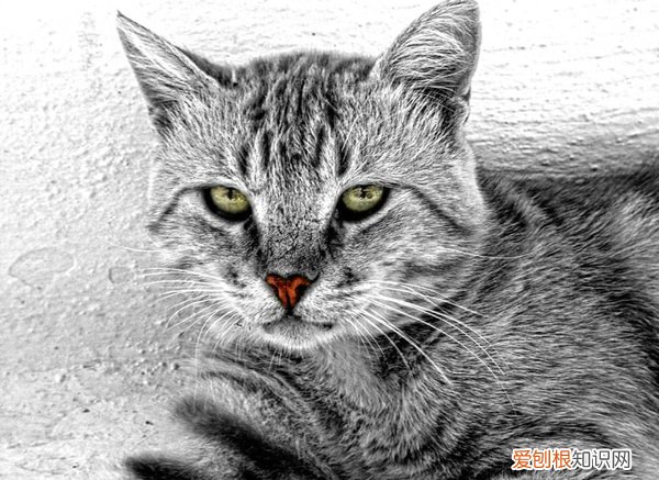 猫不可以吃人类什么食物 猫不能吃什么人类什么食物，猫
