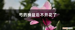 芍药开完花可以移栽吗 芍药换盆后不开花了，什么时候给芍药换盆