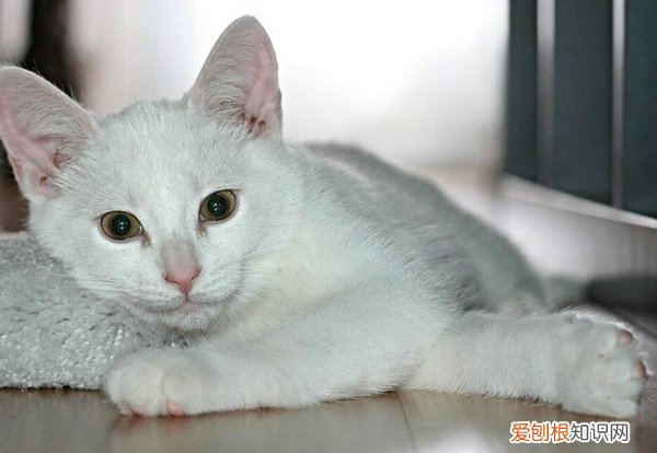为什么猫会发出咕咕的声音? 猫为什么会发出咕咕的声音，猫