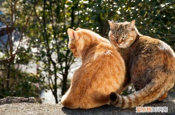 把猫带上火车被发现后会有怎样的后果? 火车上带猫发现了会罚款吗，猫