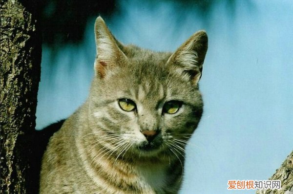 被猫咬了没出血,猫死了 被猫咬了没出血，猫
