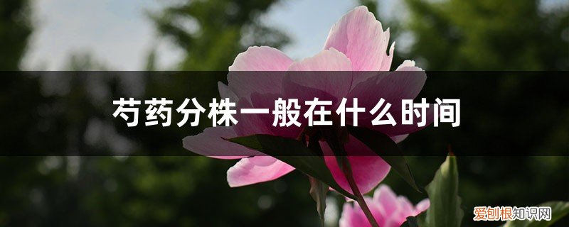 芍药何时分株 芍药分株一般在什么时间,芍药分株繁殖