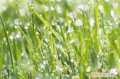 入梅是什么意思啊 入梅的标准