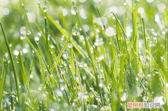 入梅是什么意思啊 入梅的标准
