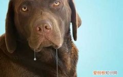 高加索犬会攻击家人吗视频 高加索犬会攻击家人吗