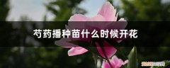 芍药几月播种 芍药播种苗什么时候开花，芍药播种育苗方法