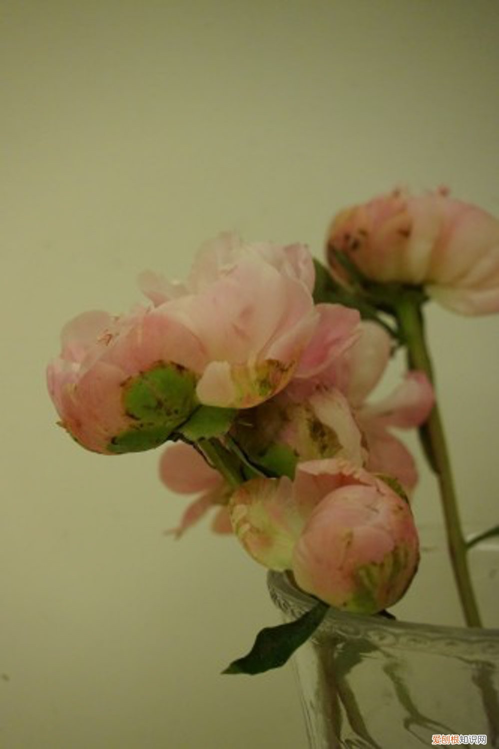 芍药几月播种 芍药播种苗什么时候开花，芍药播种育苗方法