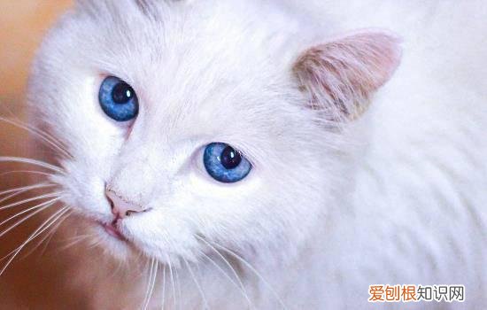 猫的舌头有什么用处? 猫的舌头作用是什么