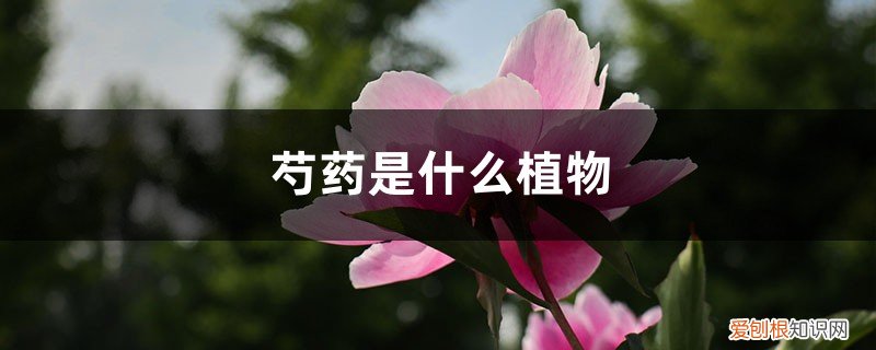 芍药是什么植物,芍药是花还是树木 芍药是什么植物，芍药是花还是树