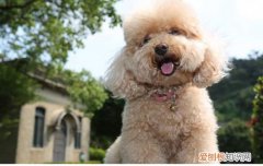 贵宾犬生2～10只