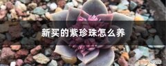 怎样养紫珍珠 新买的紫珍珠怎么养