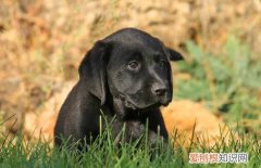 幼犬适应新主人的表现 幼犬适应新主人
