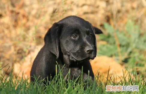 幼犬适应新主人的表现 幼犬适应新主人