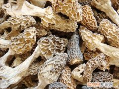 羊肚菌的功效与作用羊肚菌如何挑选