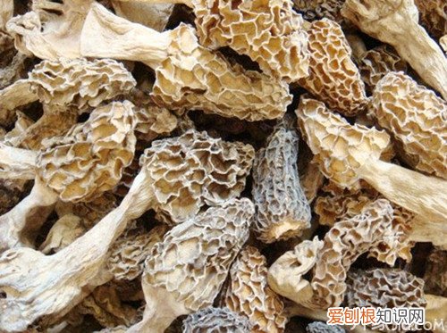 羊肚菌的功效与作用羊肚菌如何挑选