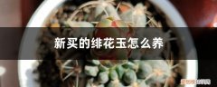 怎么养好绯花玉 新买的绯花玉怎么养