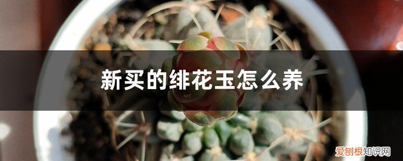 怎么养好绯花玉 新买的绯花玉怎么养