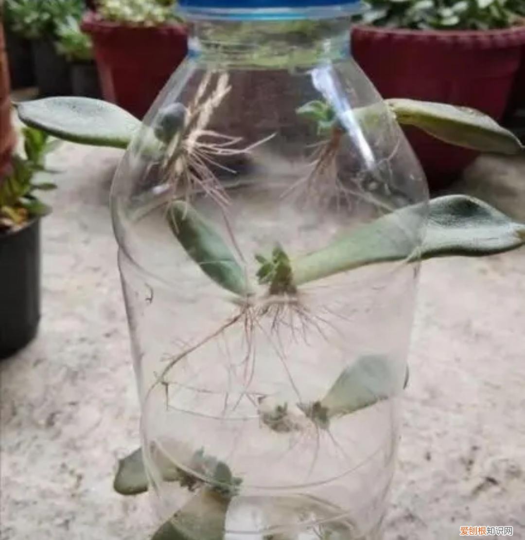扦插生根的过程，扦插花卉，用上3个“小技巧”，半个月生根，成活率高