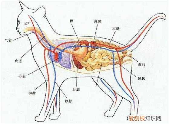 猫咪膀胱在哪摸到 猫的膀胱在哪里怎么摸