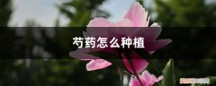 芍药花种子的种植方法 芍药怎么种植，芍药种子的种植方法